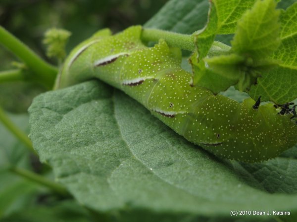 Click to view full size image