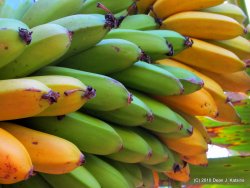 Filename=IMG_2949.JPG
Filesize=325KiB
Dimensions=1600x1204
Date added=Jul 14, 2010 IMG_2949.JPG