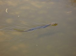 IMG_0500.jpg