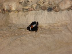 IMG_0528~0.jpg