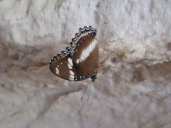 IMG_0530.jpg