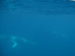 IMG_3605.jpg